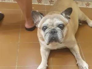 Cachorro raça SRD-ViraLata idade 6 ou mais anos nome Salomão