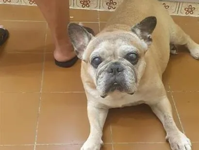 Cachorro raça SRD-ViraLata idade 6 ou mais anos nome Salomão