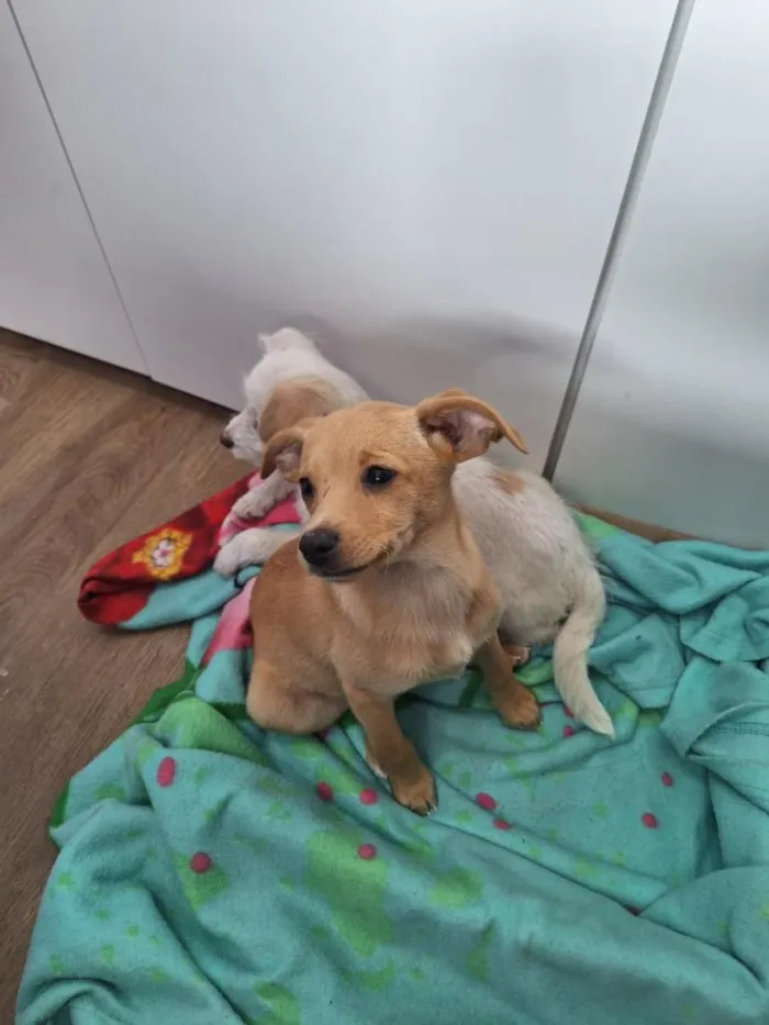 Cachorro raça SRD-ViraLata idade 2 a 6 meses nome SEM NOME