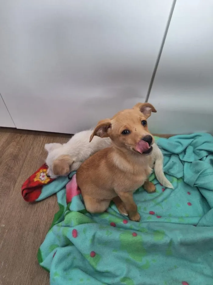 Cachorro raça SRD-ViraLata idade 2 a 6 meses nome SEM NOME