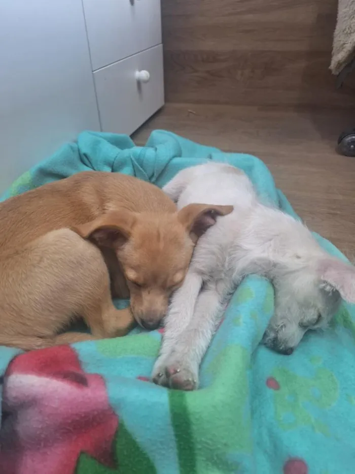 Cachorro raça SRD-ViraLata idade 2 a 6 meses nome SEM NOME