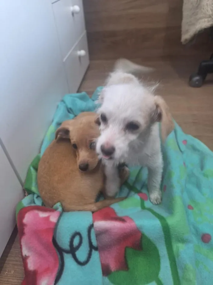 Cachorro raça SRD-ViraLata idade 2 a 6 meses nome SEM NOME