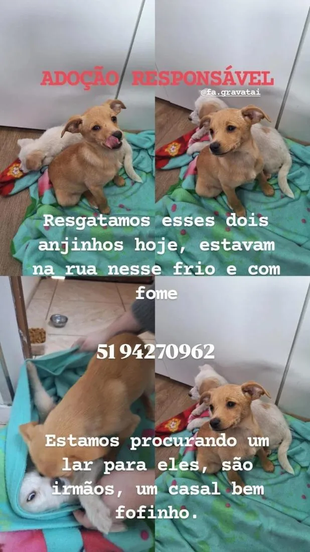 Cachorro raça SRD-ViraLata idade 2 a 6 meses nome SEM NOME