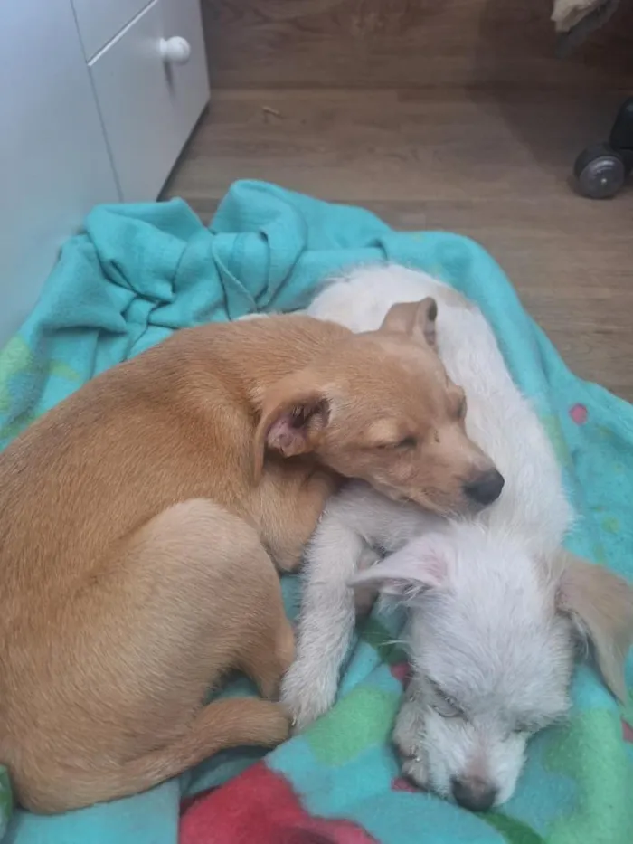 Cachorro raça SRD-ViraLata idade 2 a 6 meses nome SEM NOME