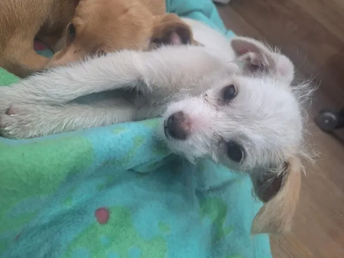Cachorro raça SRD-ViraLata idade 2 a 6 meses nome SEM NOME