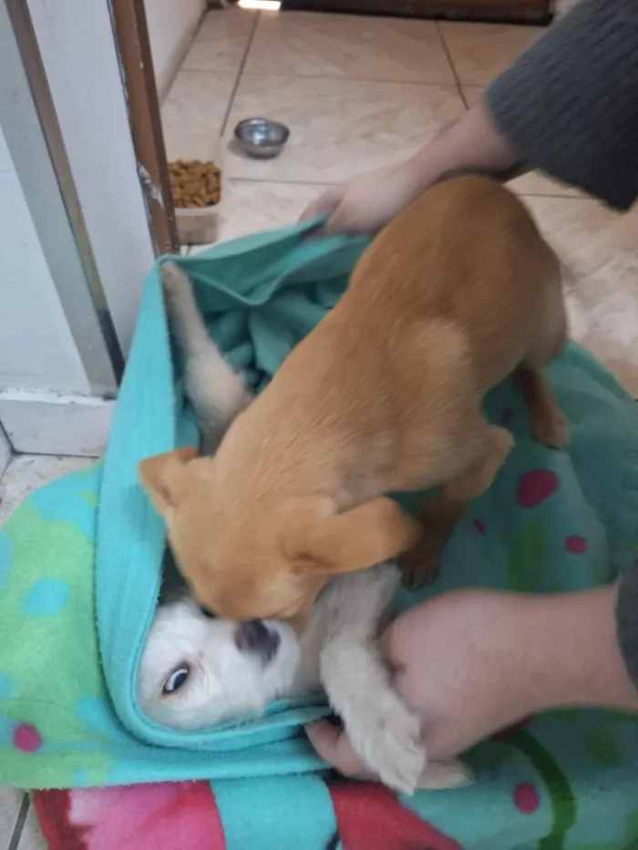 Cachorro raça SRD-ViraLata idade 2 a 6 meses nome SEM NOME