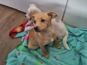 Cachorro raça SRD-ViraLata idade 2 a 6 meses nome SEM NOME