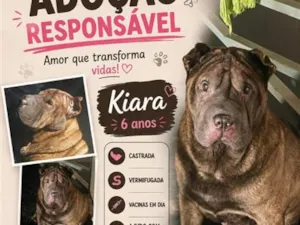 Cachorro raça SRD-ViraLata idade 6 ou mais anos nome Kiara