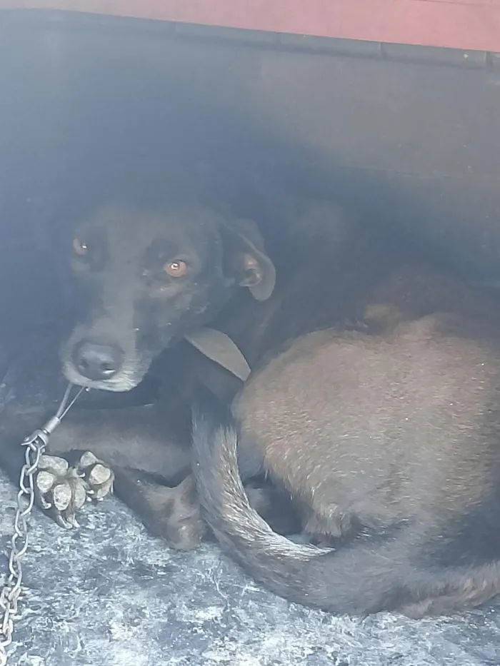 Cachorro raça SRD-ViraLata idade 3 anos nome Thainá