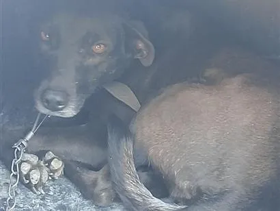 Cachorro raça SRD-ViraLata idade 3 anos nome Thainá