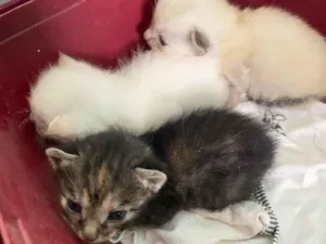 Gato raça SRD-ViraLata idade Abaixo de 2 meses nome nomes a serem dados 