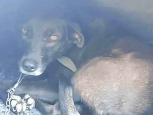 Cachorro raça SRD-ViraLata idade 3 anos nome Thainá
