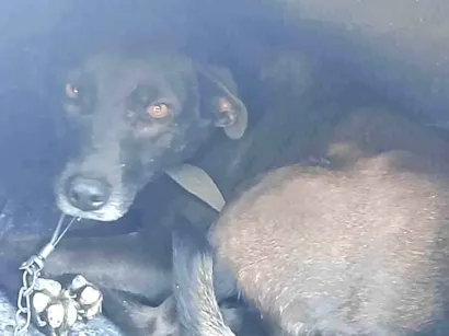 Cachorro raça SRD-ViraLata idade 3 anos nome Thainá