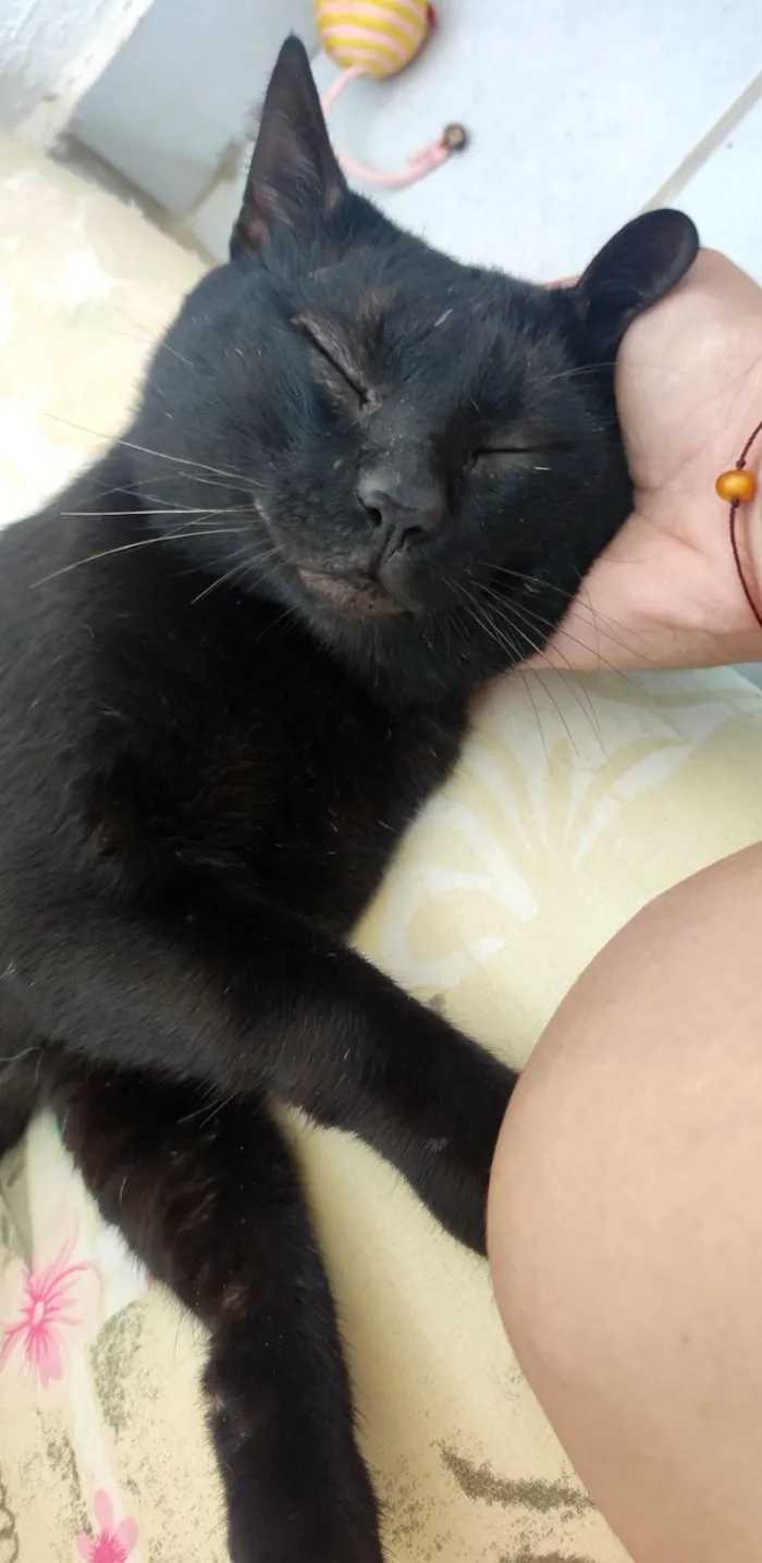 Gato raça SRD-ViraLata idade 3 anos nome Théo 