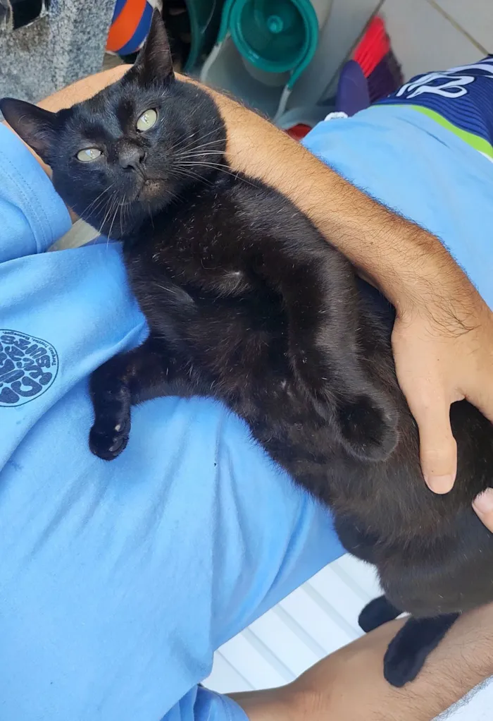 Gato raça SRD-ViraLata idade 3 anos nome Théo 