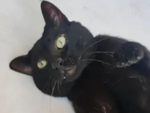 Gato raça SRD-ViraLata idade 3 anos nome Théo 