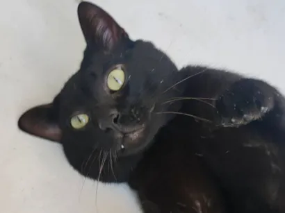 Gato raça SRD-ViraLata idade 3 anos nome Théo 