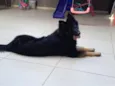 Raika