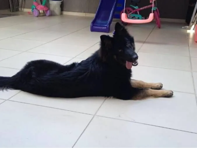Cachorro raça Pastor Alemão idade 2 anos nome Raika