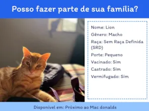 Gato raça SRD-ViraLata idade 7 a 11 meses nome Lion