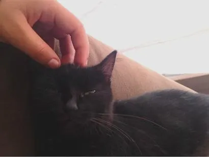 Gato raça SRD-ViraLata idade 2 anos nome Não tem.