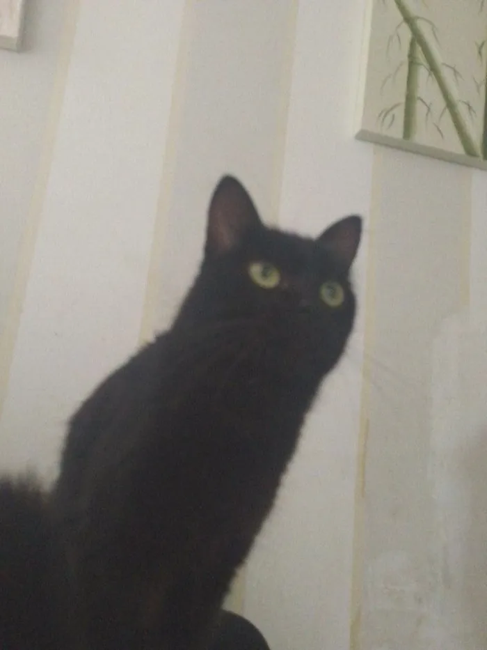 Gato raça SRD-ViraLata idade 2 anos nome Não tem.