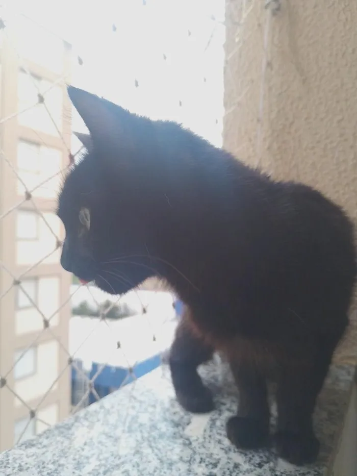Gato raça SRD-ViraLata idade 2 anos nome Não tem.