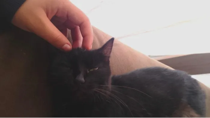 Gato raça SRD-ViraLata idade 2 anos nome Não tem.