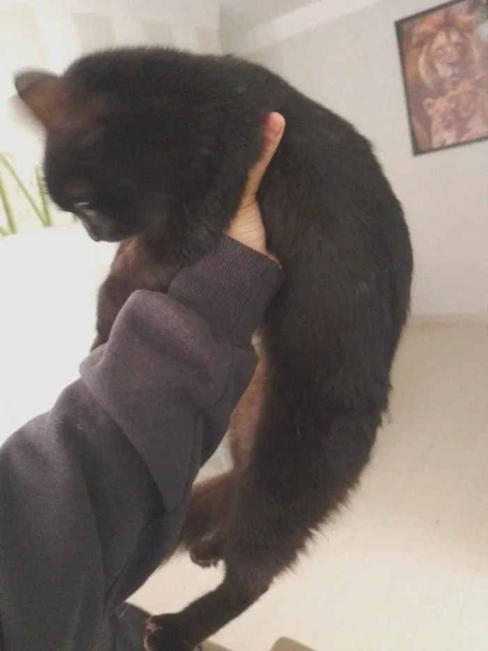 Gato raça SRD-ViraLata idade 2 anos nome Não tem.