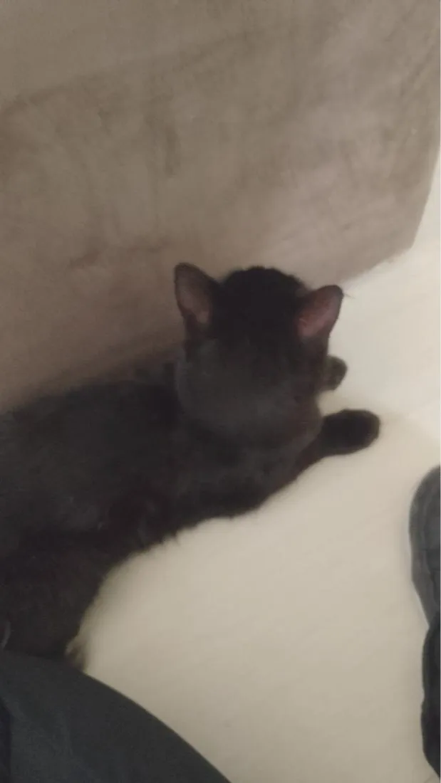 Gato raça SRD-ViraLata idade 2 anos nome Não tem.