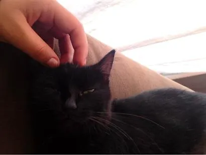 Gato raça SRD-ViraLata idade 2 anos nome Não tem.