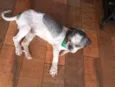 tito