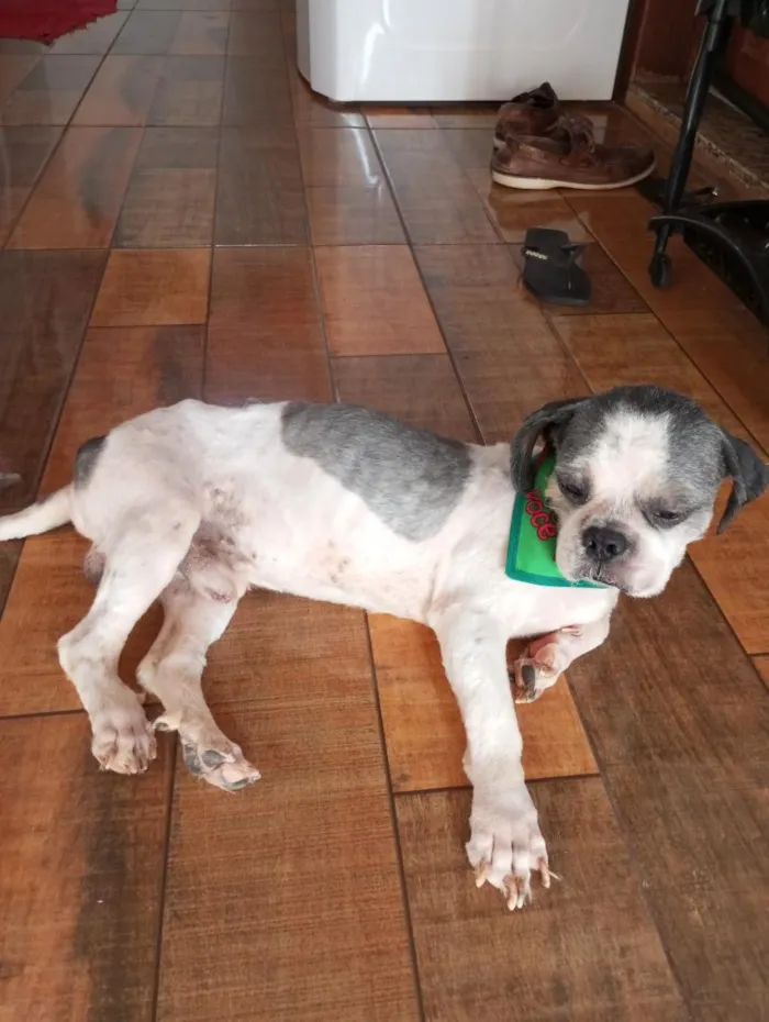 Cachorro raça Shitzu idade 6 ou mais anos nome tito