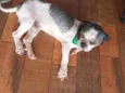 tito