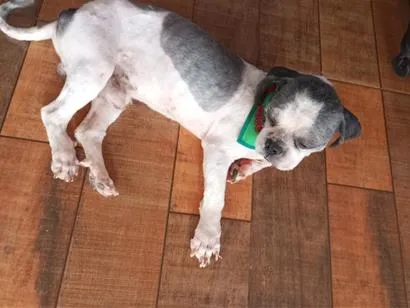 Cachorro raça Shitzu idade 6 ou mais anos nome tito