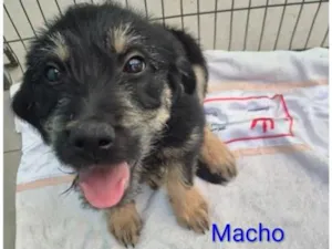 Cachorro raça SRD-ViraLata idade 2 a 6 meses nome Totó e Fifi