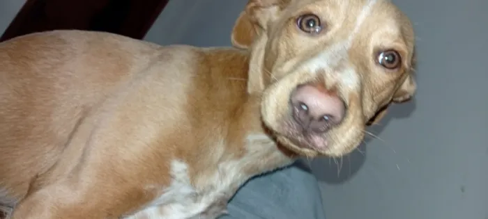 Cachorro raça SRD-ViraLata idade 2 a 6 meses nome moah