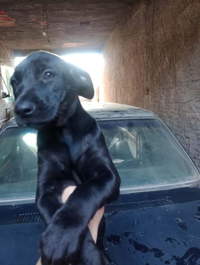Cachorro raça SRD-ViraLata idade 2 a 6 meses nome Draco, Mel, Pipoca e Julieta 
