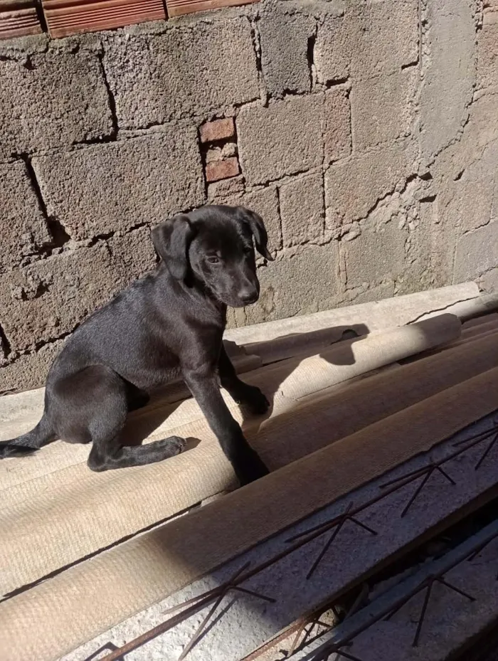 Cachorro raça SRD-ViraLata idade 2 a 6 meses nome Draco, Mel, Pipoca e Julieta 