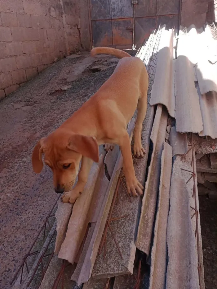 Cachorro raça SRD-ViraLata idade 2 a 6 meses nome Draco, Mel, Pipoca e Julieta 