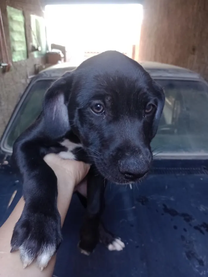 Cachorro raça SRD-ViraLata idade 2 a 6 meses nome Draco, Mel, Pipoca e Julieta 