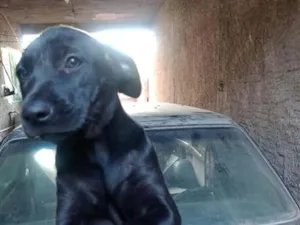 Cachorro raça SRD-ViraLata idade 2 a 6 meses nome Draco, Mel, Pipoca e Julieta 