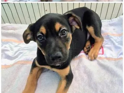 Cachorro raça SRD-ViraLata idade 2 a 6 meses nome Tico e Fafá