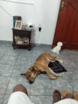 Teseu e Bradok 
