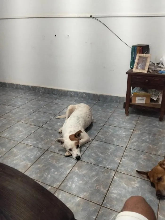Cachorro raça SRD-ViraLata idade 1 ano nome Teseu e Bradok 