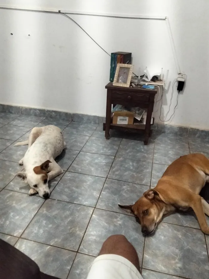 Cachorro raça SRD-ViraLata idade 1 ano nome Teseu e Bradok 