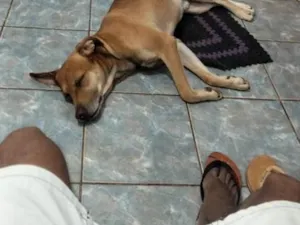 Cachorro raça SRD-ViraLata idade 1 ano nome Teseu e Bradok 