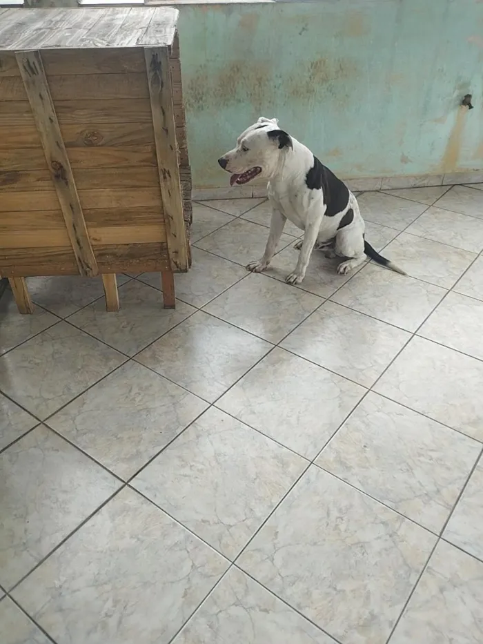 Cachorro raça Pit-Bull idade 2 anos nome Augustinho
