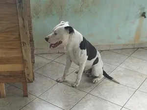 Cachorro raça Pit-Bull idade 2 anos nome Augustinho