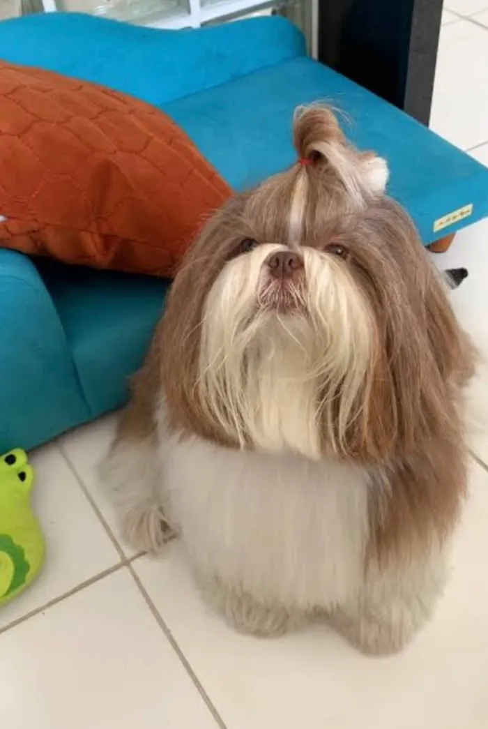 Cachorro raça SRD-ViraLata idade 1 ano nome Eumira